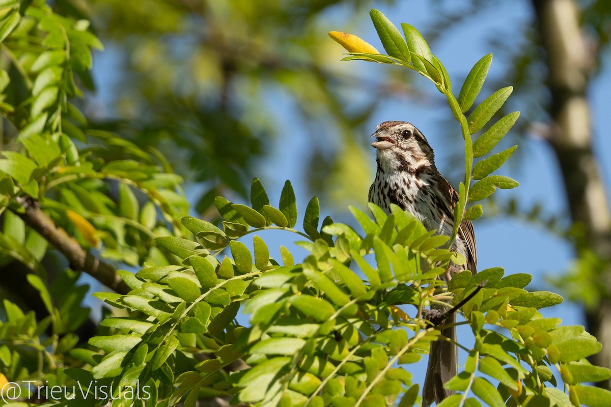 Song Sparrow - ML620158550