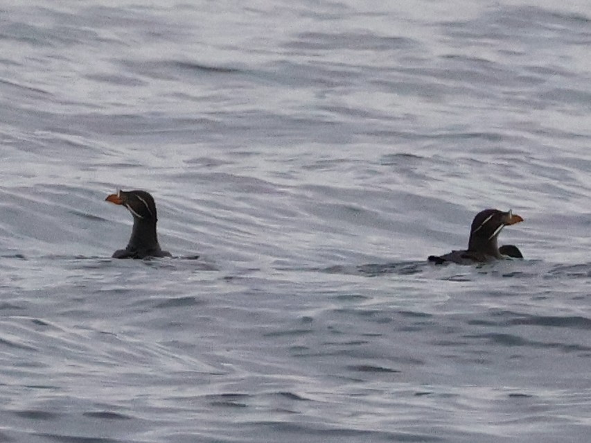 Rhinoceros Auklet - ML620158552