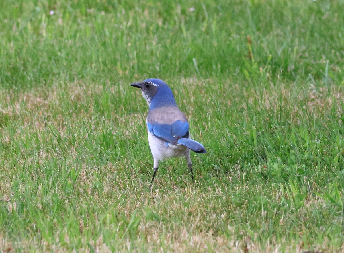 California Scrub-Jay - ML620158558