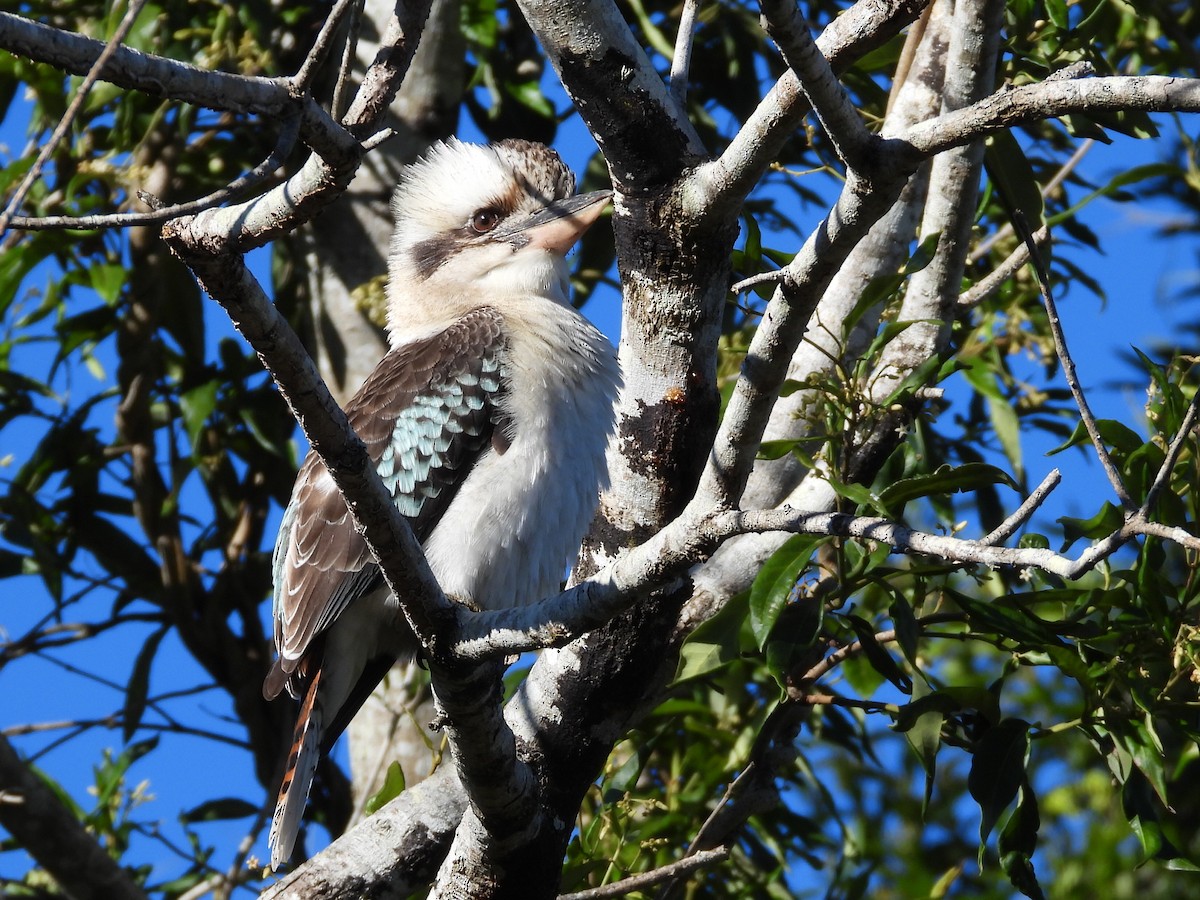 Laughing Kookaburra - ML620158560