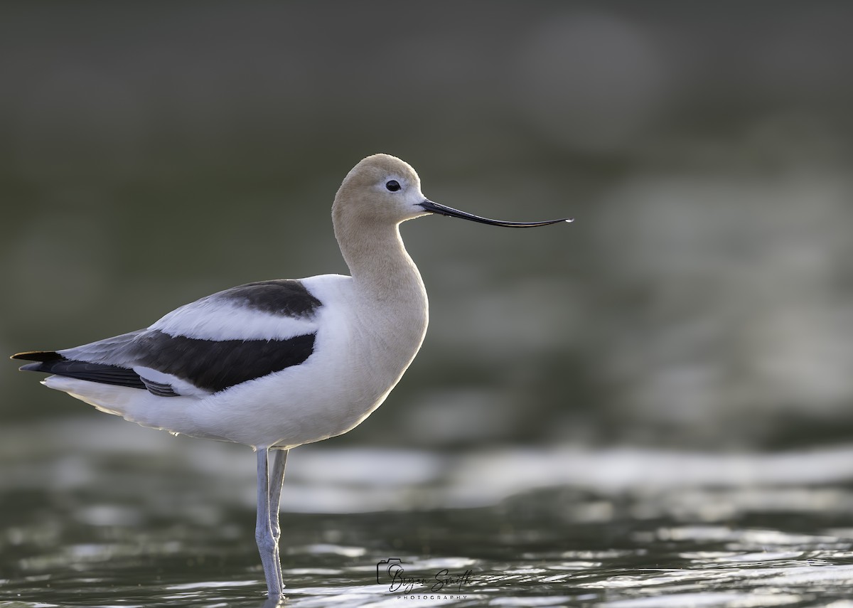 American Avocet - ML620158574