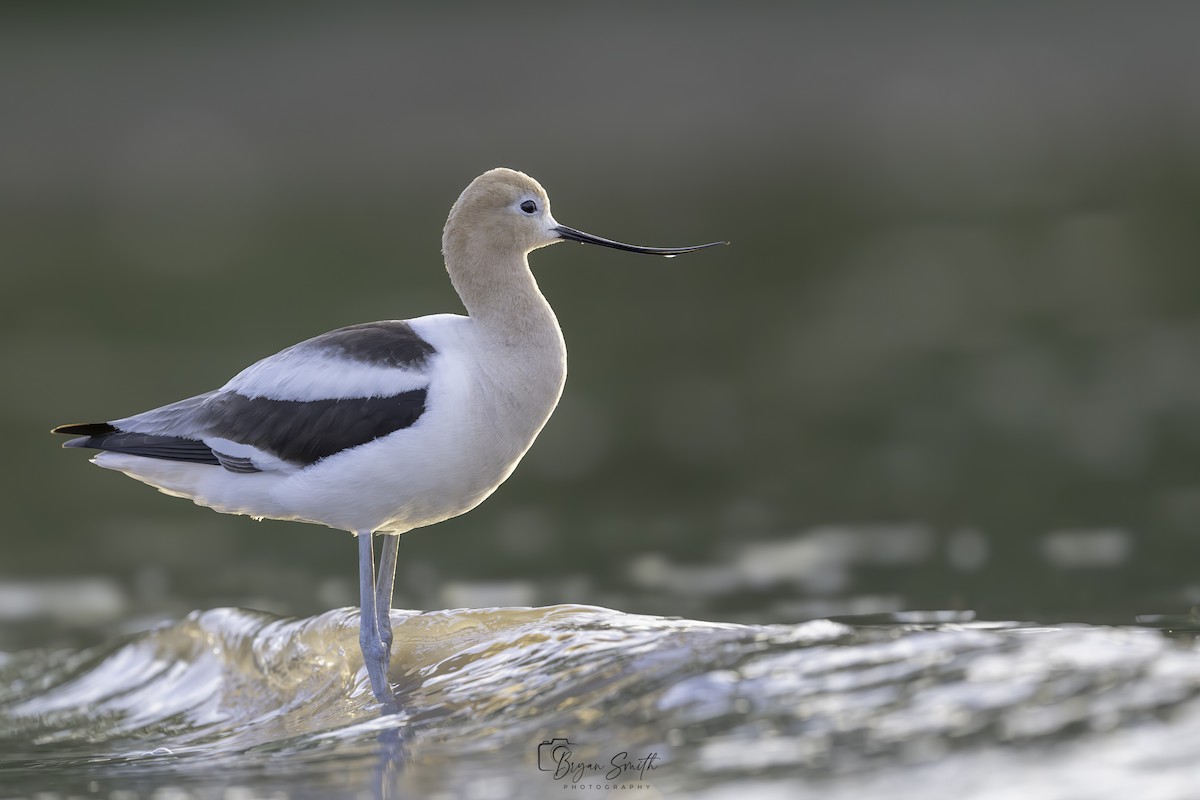 American Avocet - ML620158575