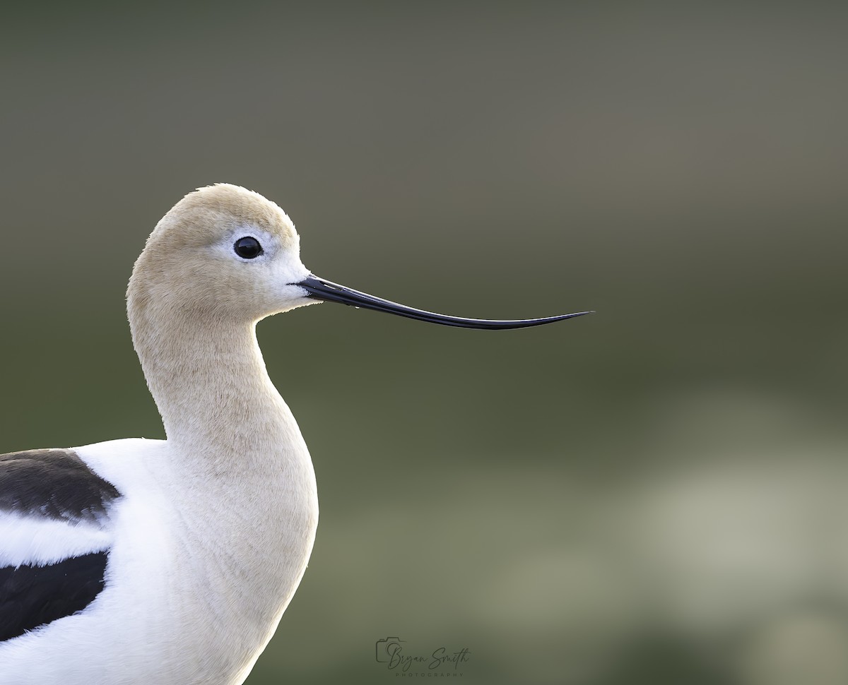 American Avocet - ML620158576