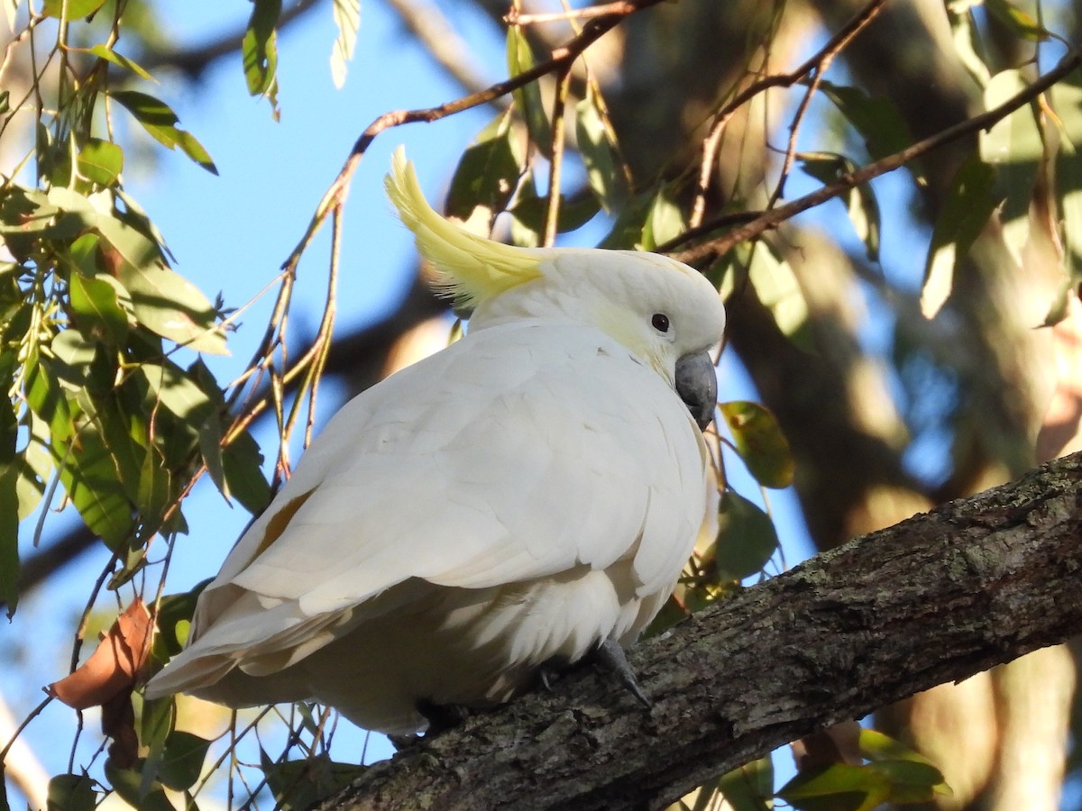 Sulphur-crested Cockatoo - ML620158584