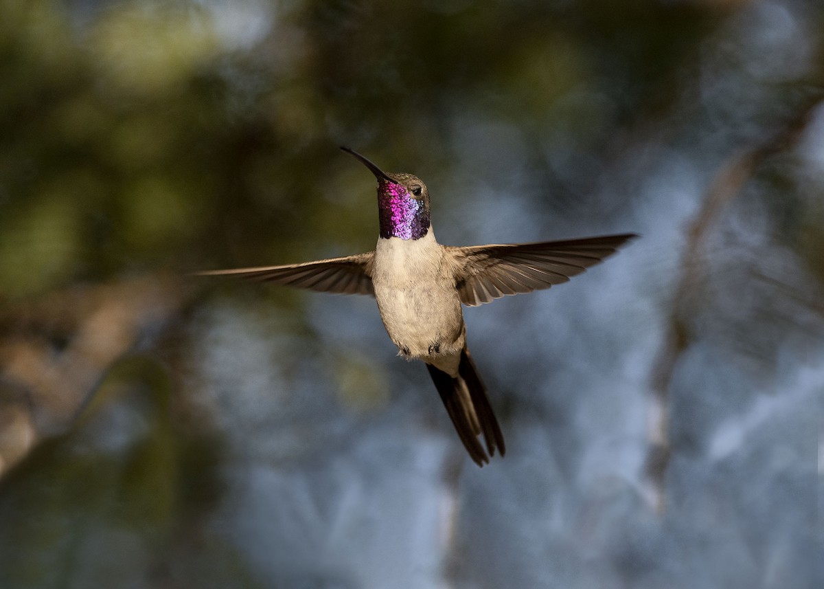 Colibrí del Atacama - ML620158589