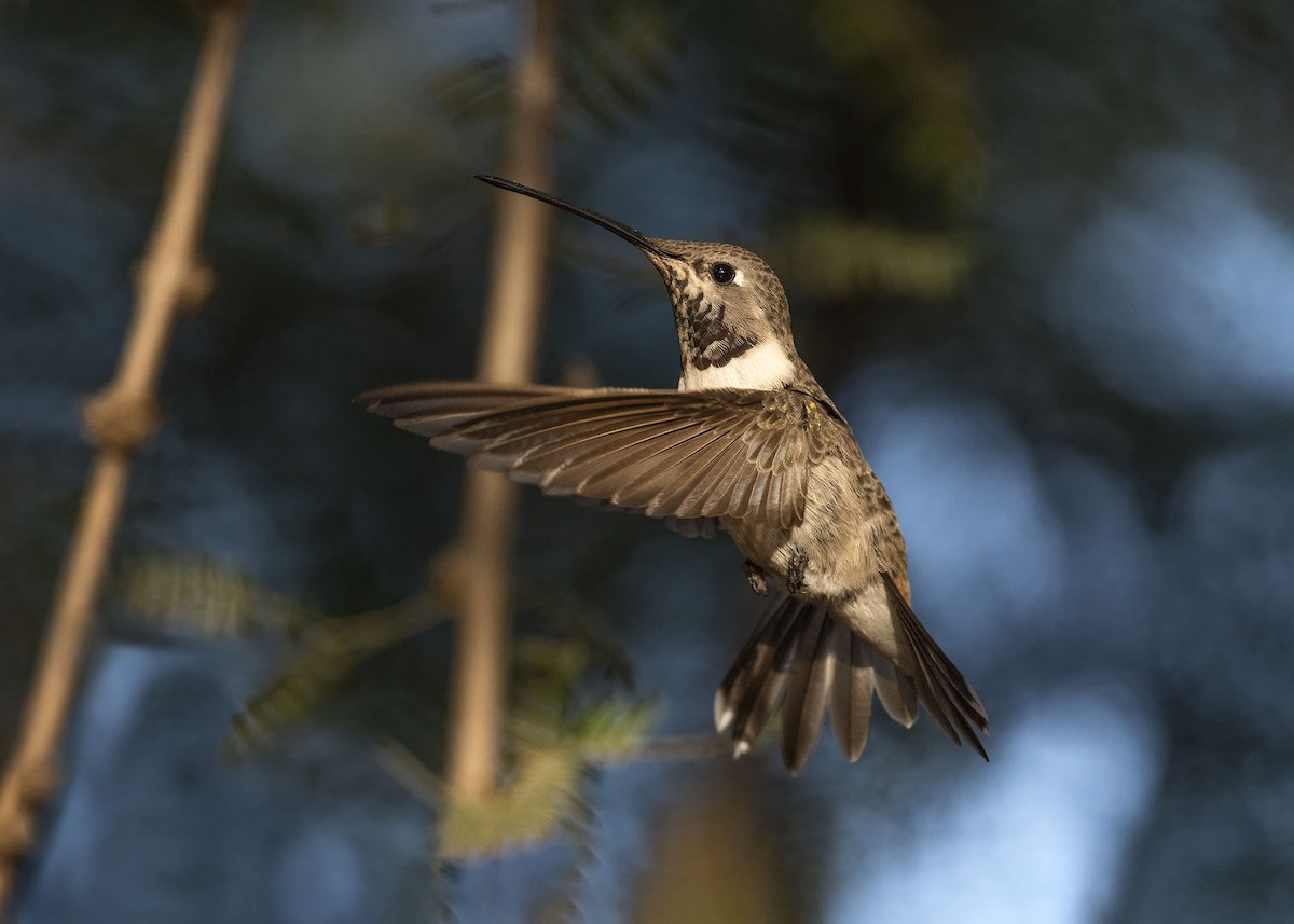 Oasis Hummingbird - ML620158590