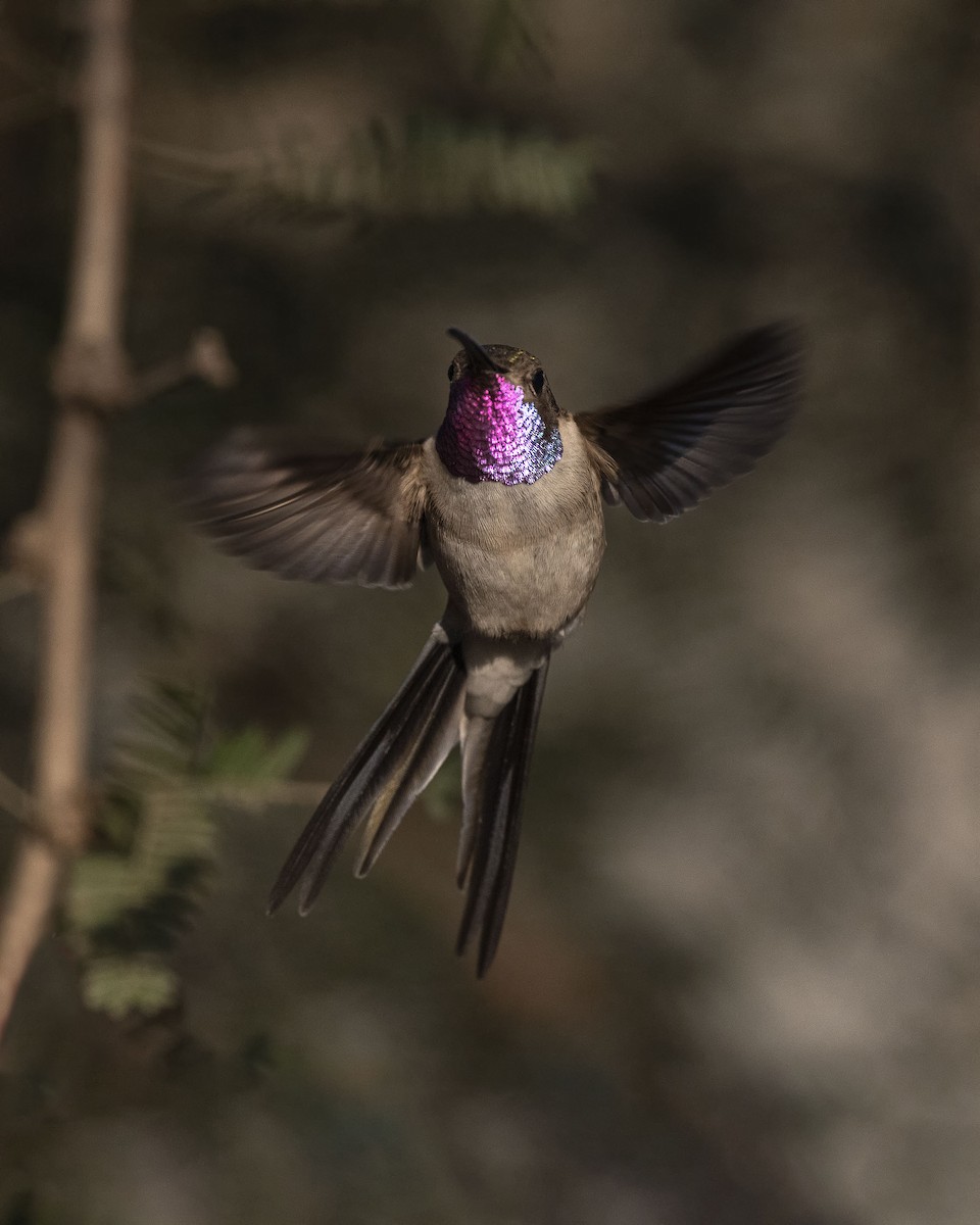 Colibrí del Atacama - ML620158591