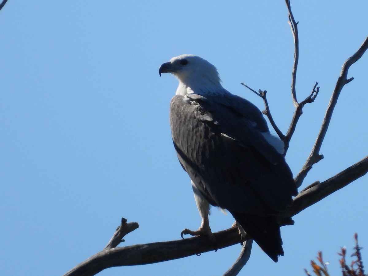 White-bellied Sea-Eagle - ML620158595