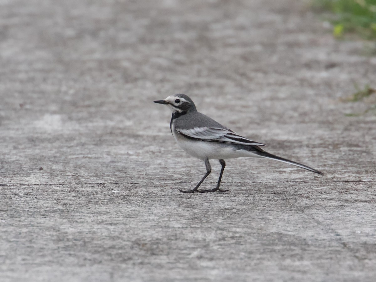 White Wagtail - Adrian Constantino