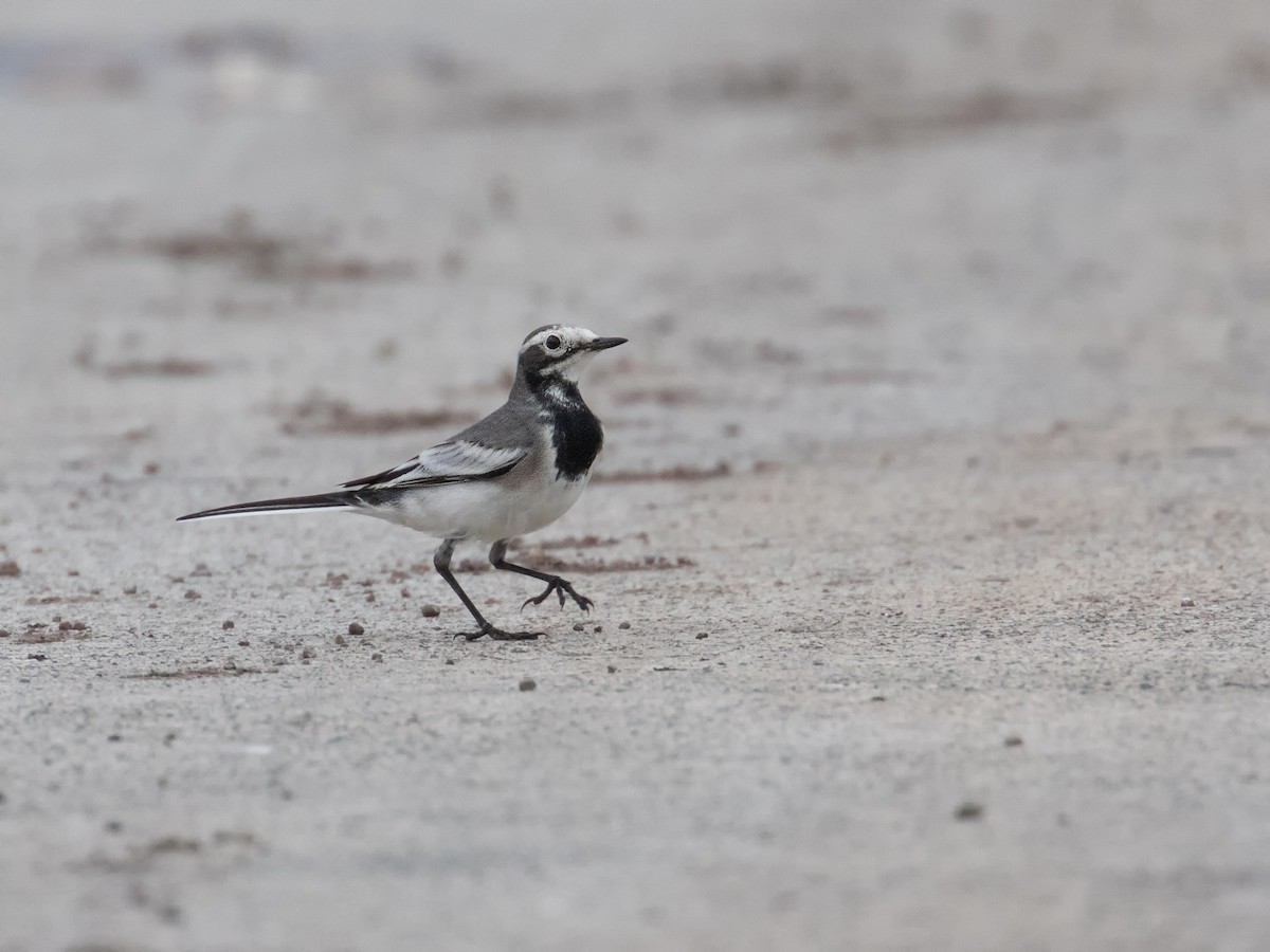 White Wagtail - ML620158600