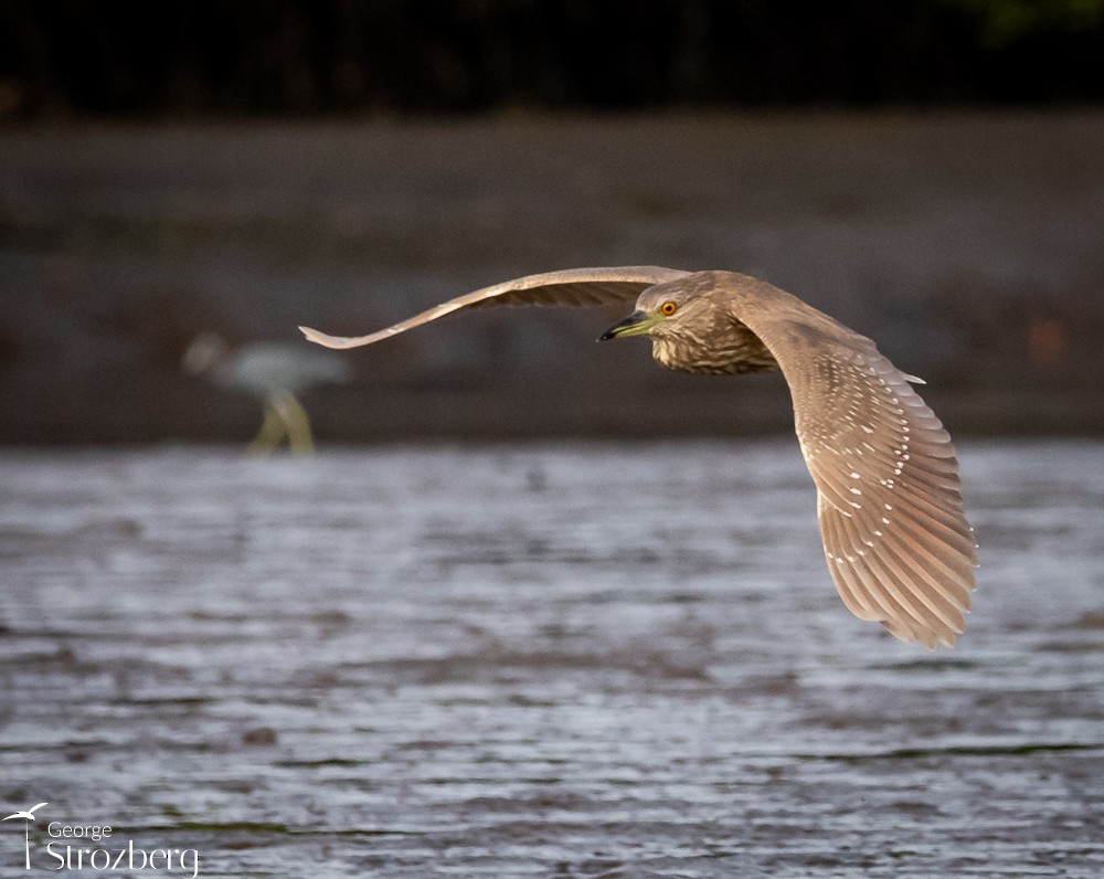 Black-crowned Night Heron - ML620158602