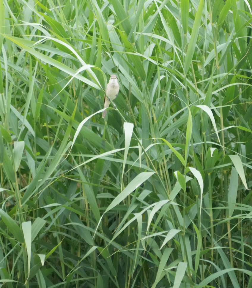 Great Reed Warbler - ML620158612