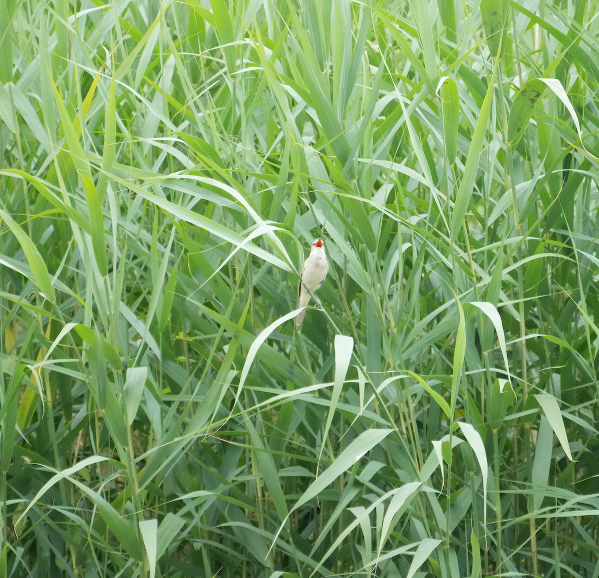 Great Reed Warbler - ML620158614