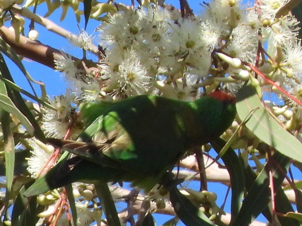 Little Lorikeet - ML620158619