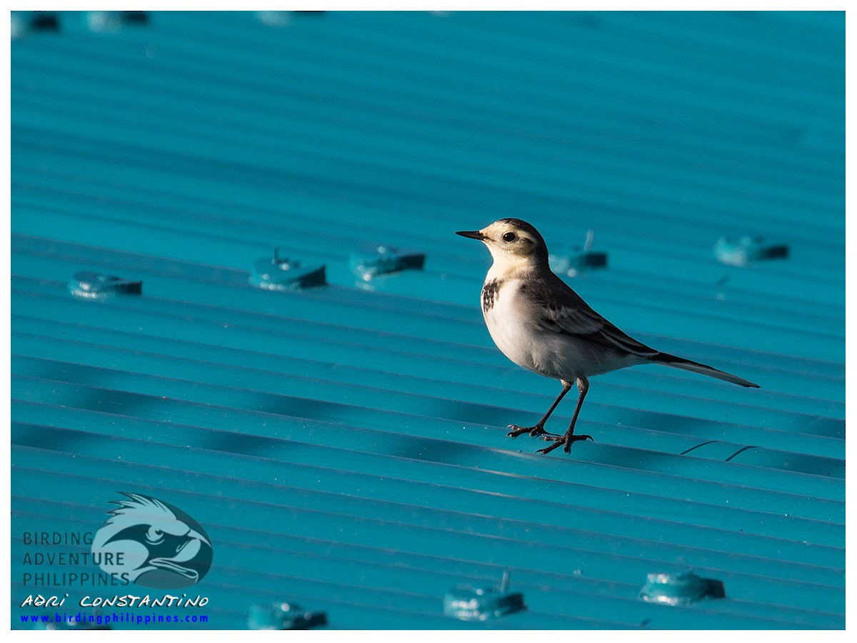 White Wagtail - ML620158621