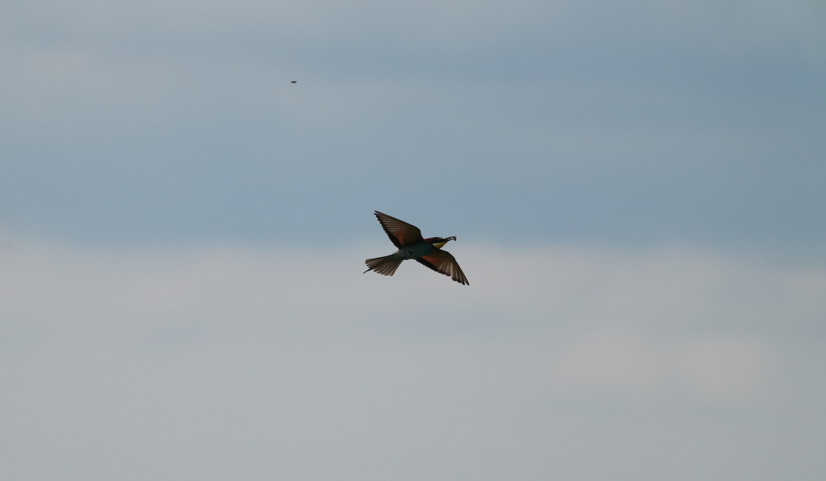 European Bee-eater - ML620158636