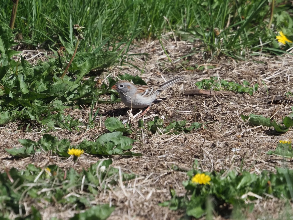 Field Sparrow - ML620158642