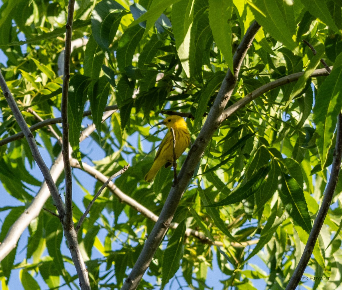 Yellow Warbler - ML620158650
