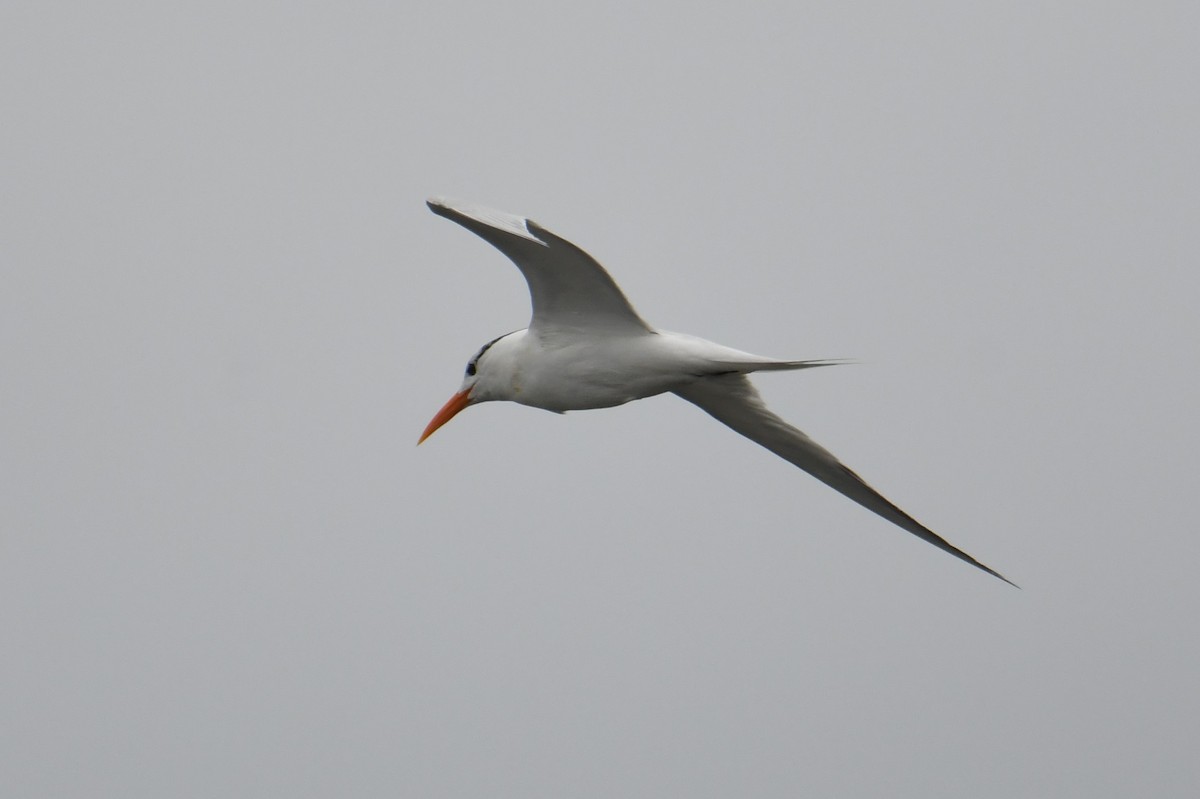 Royal Tern - ML620158662