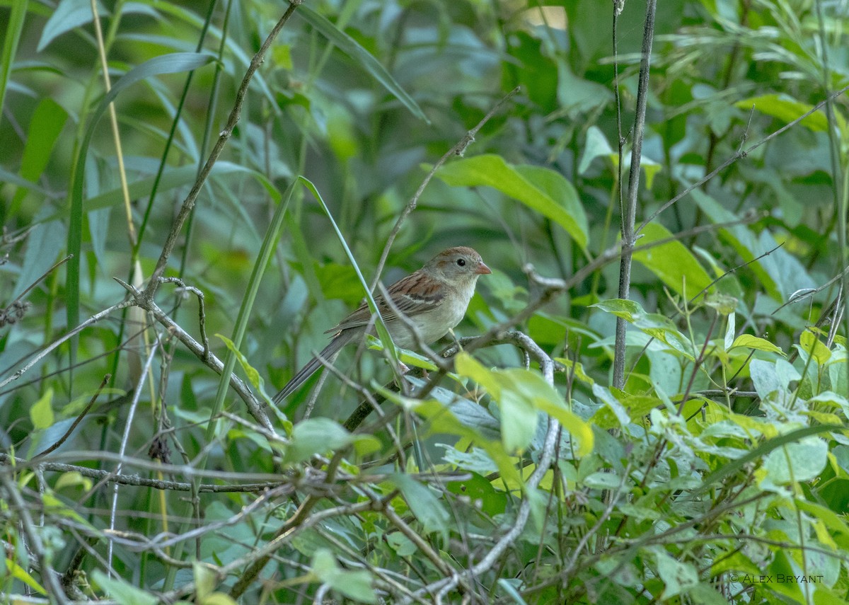 Field Sparrow - ML620158663