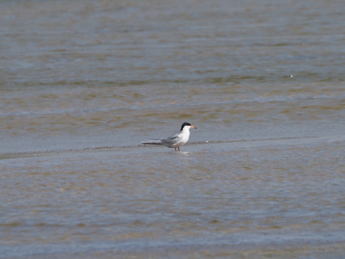 Forster's Tern - ML620158664