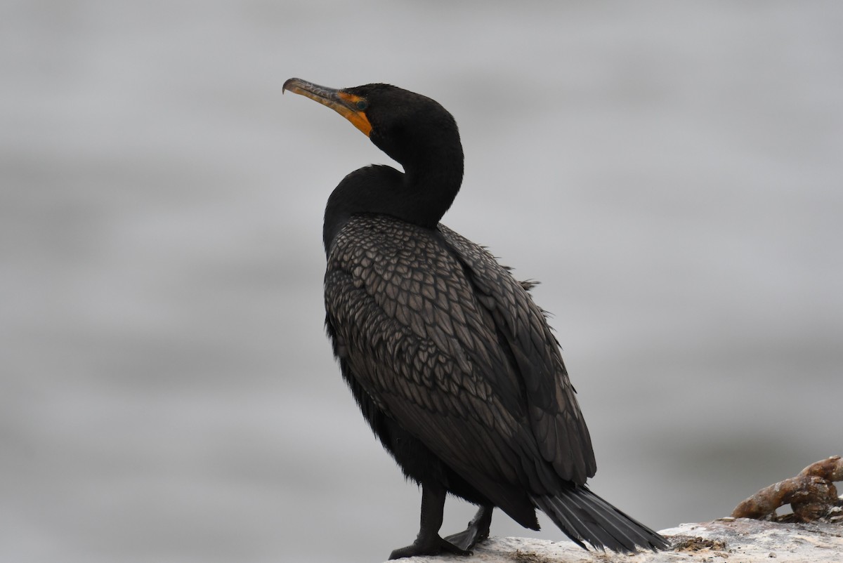 Double-crested Cormorant - ML620158665