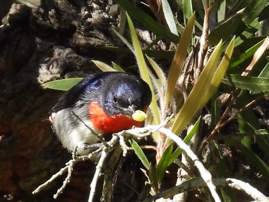 Mistletoebird - ML620158667