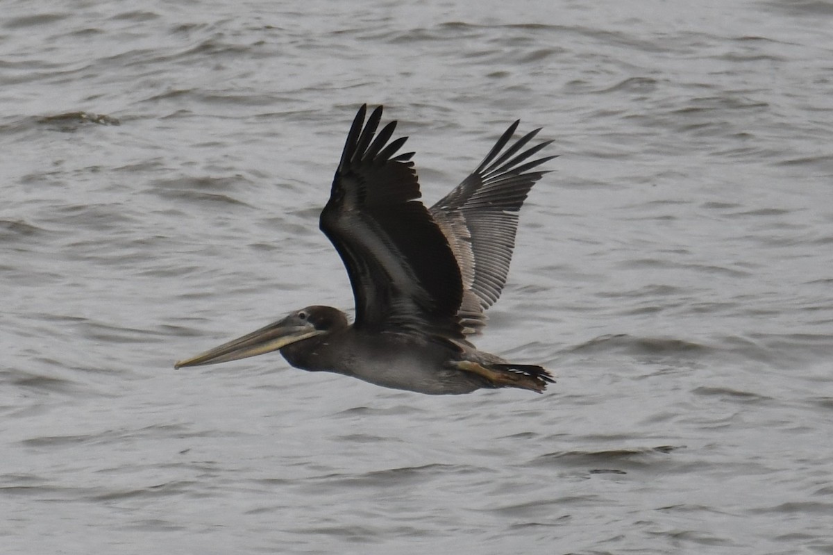 pelikán hnědý - ML620158669