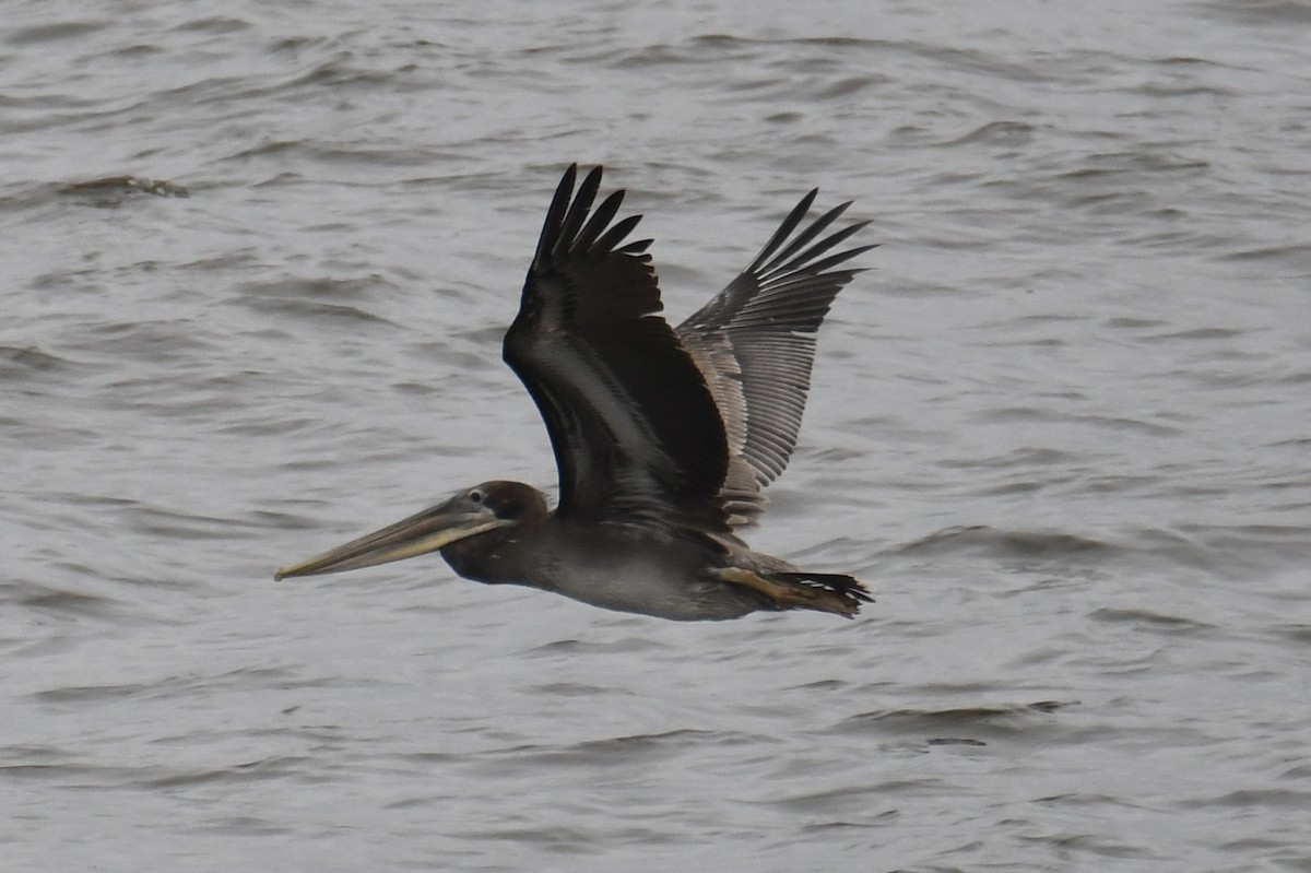 Brown Pelican - ML620158669