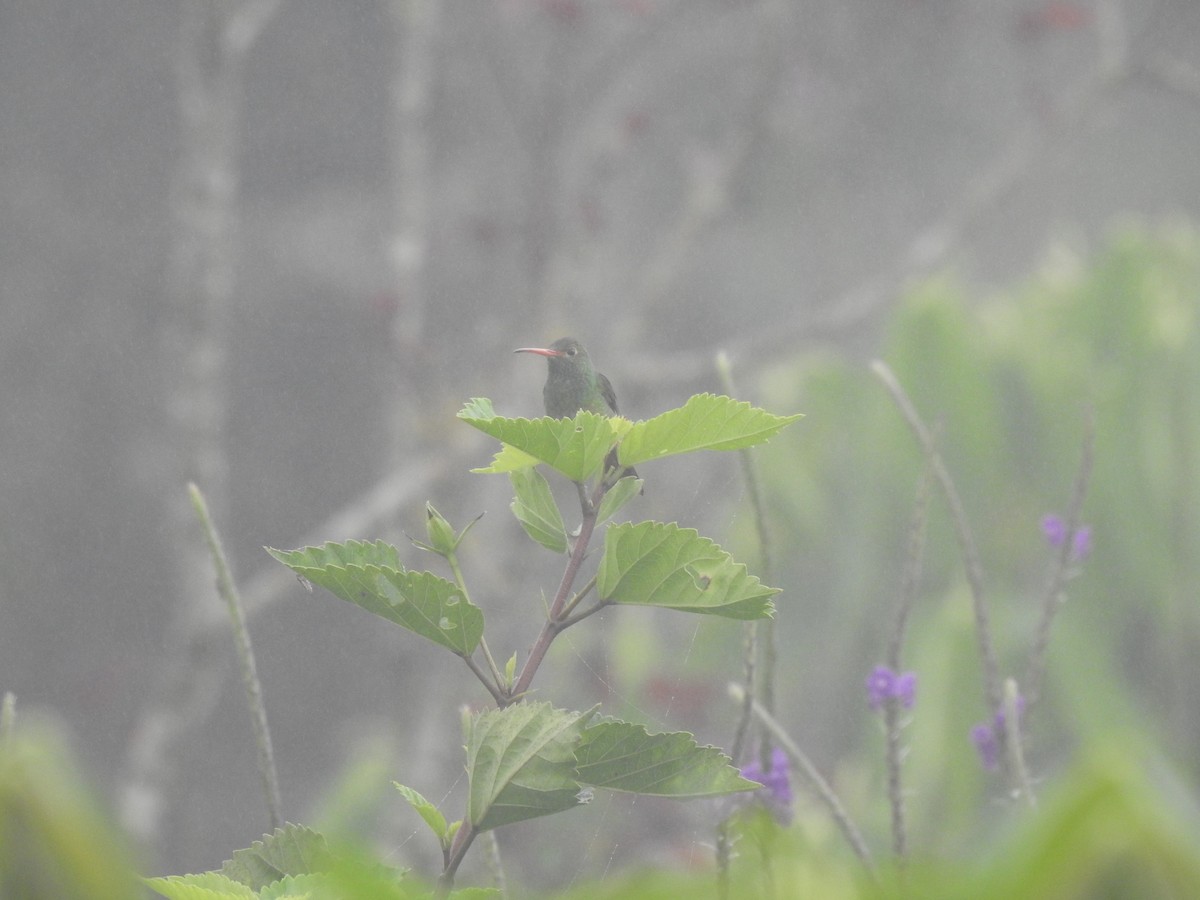 Rufous-tailed Hummingbird - ML620158672