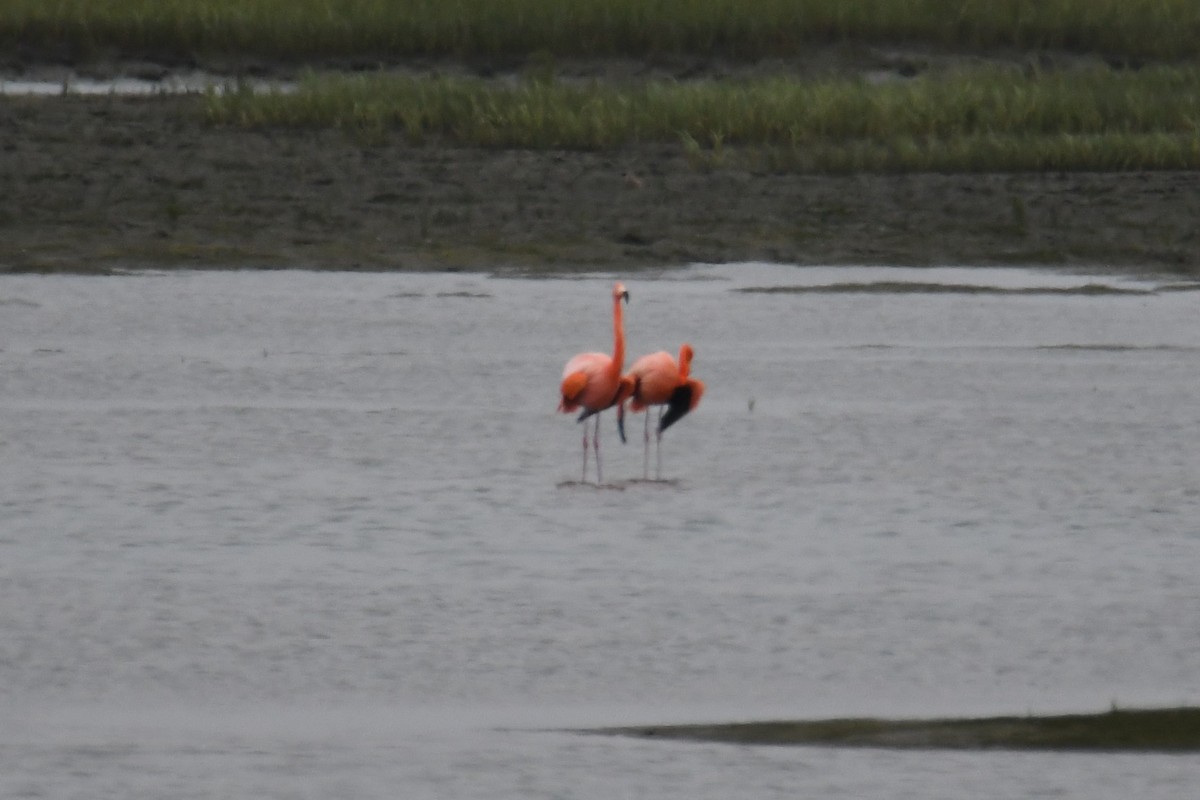 American Flamingo - ML620158685