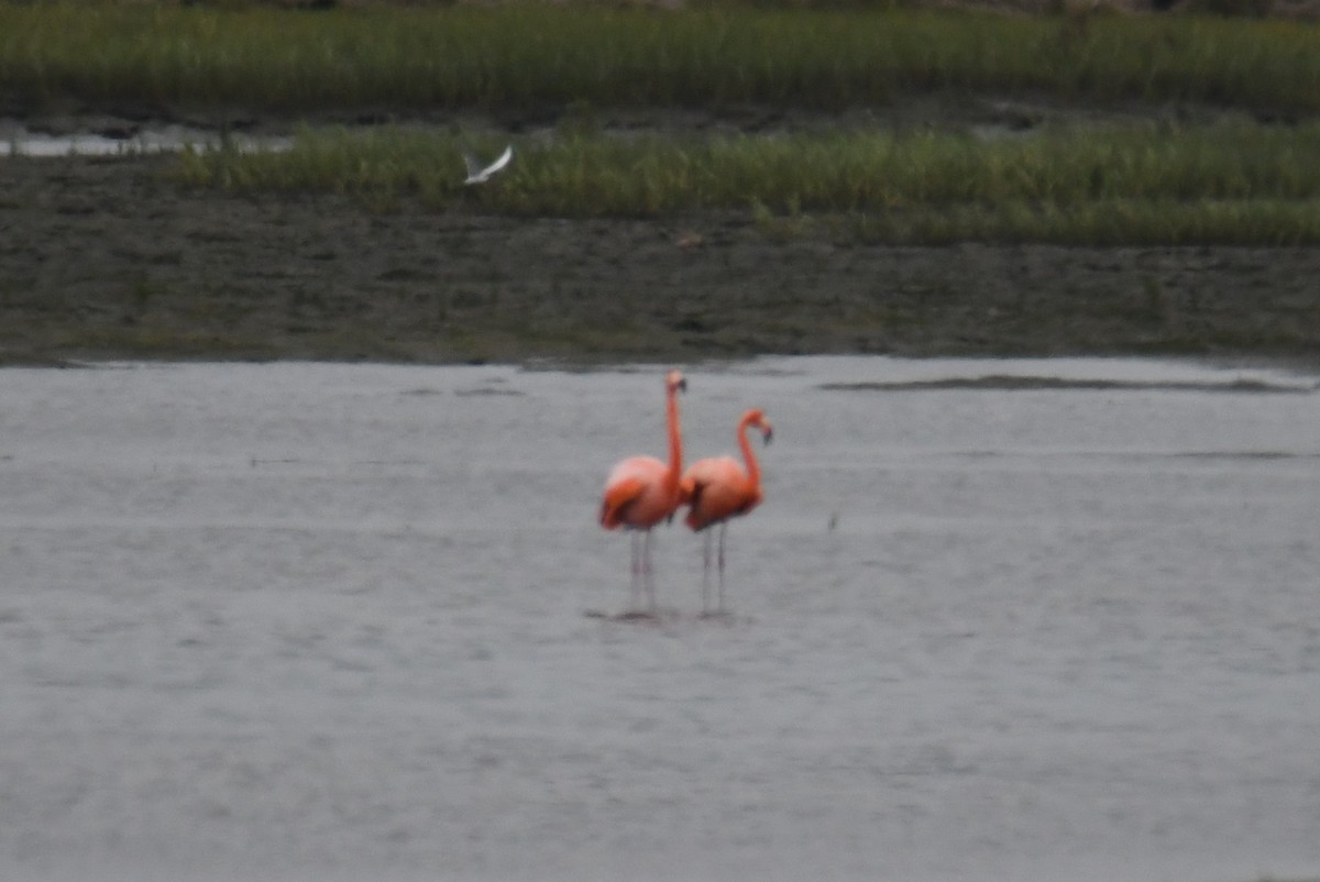 Amerika Flamingosu - ML620158686