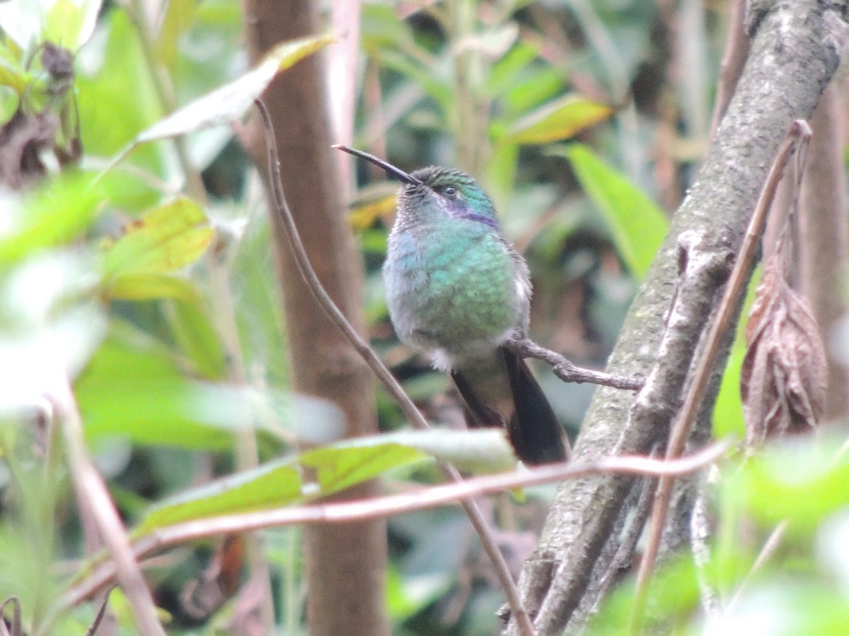 kolibřík modrouchý - ML620158690