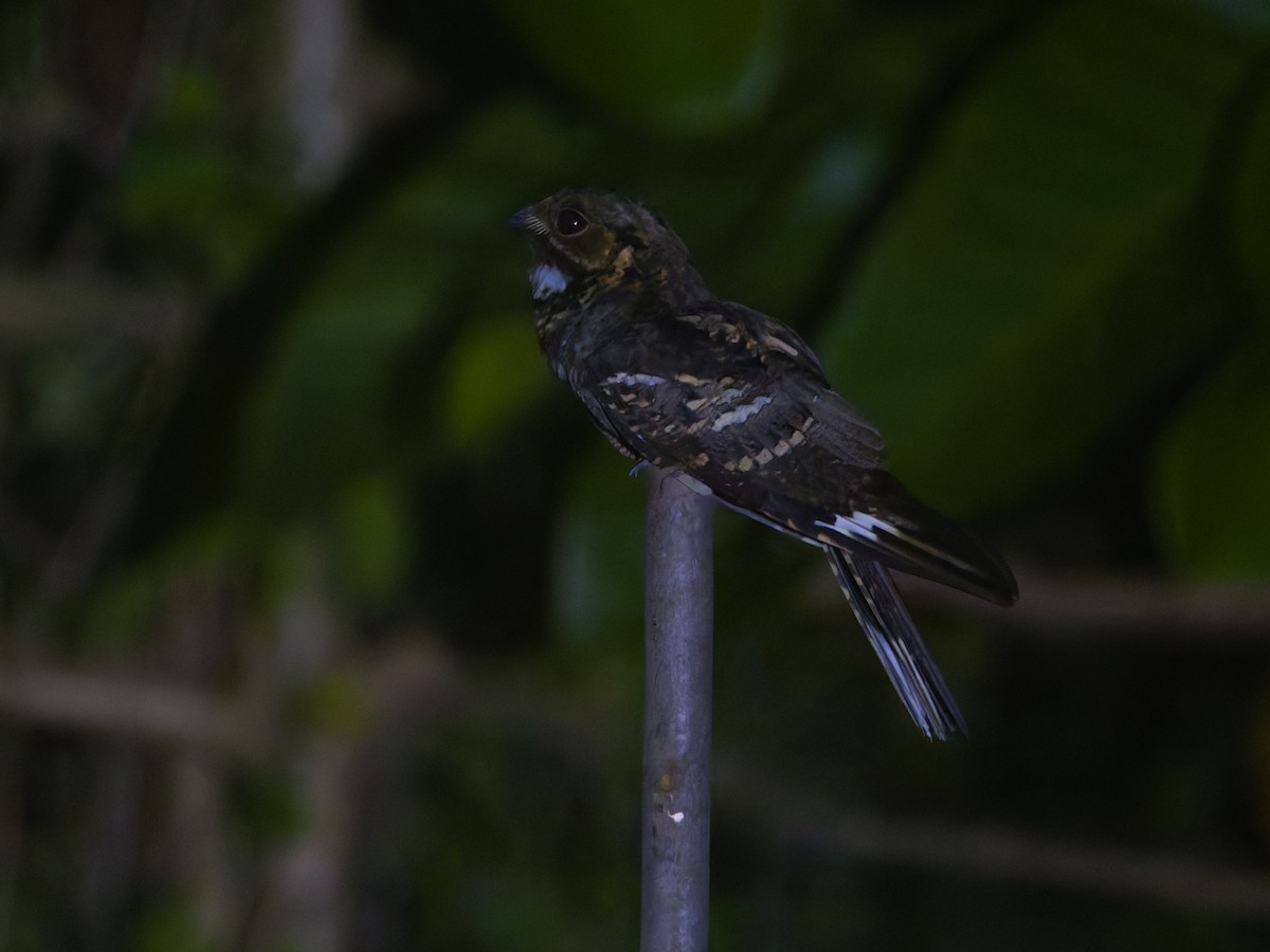 Large-tailed Nightjar - ML620158692