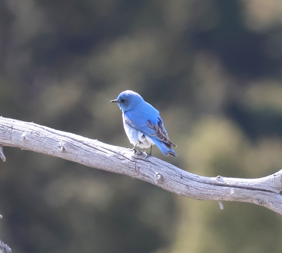 Mountain Bluebird - ML620158695