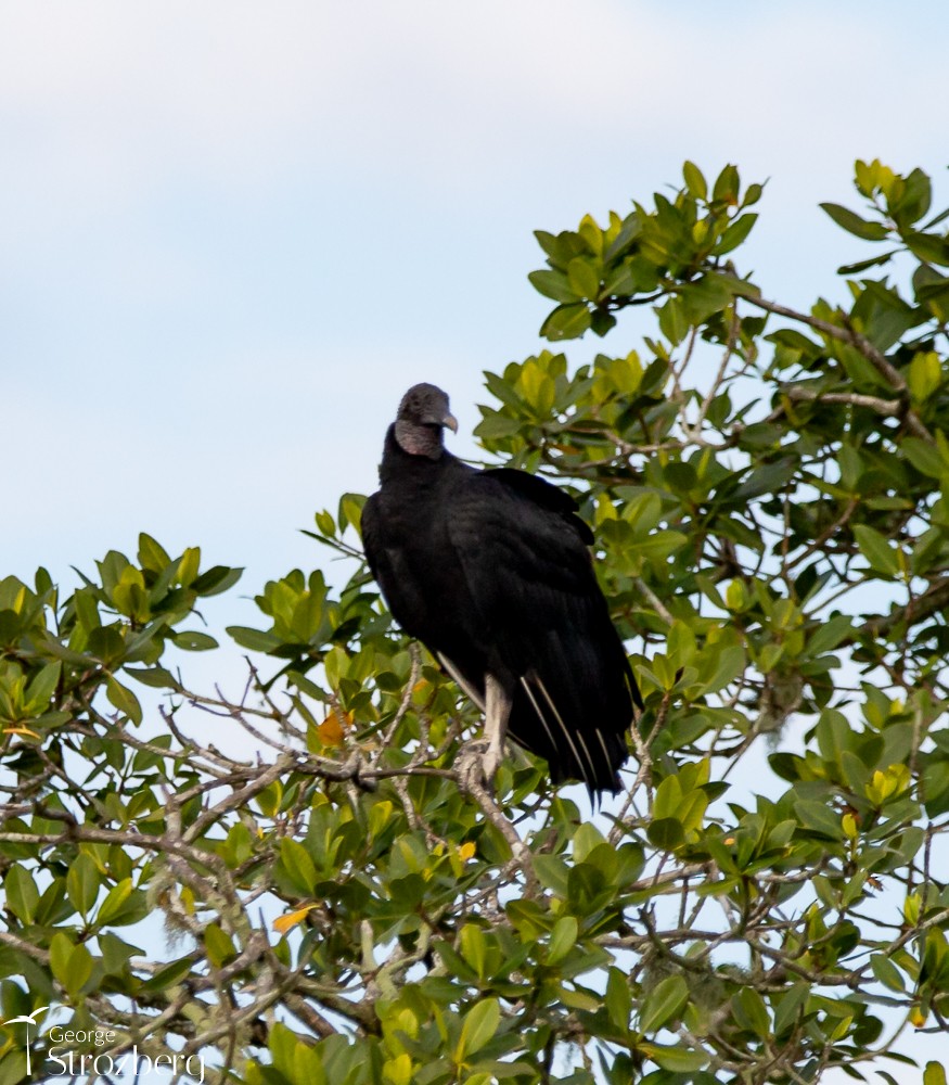 Black Vulture - ML620158696