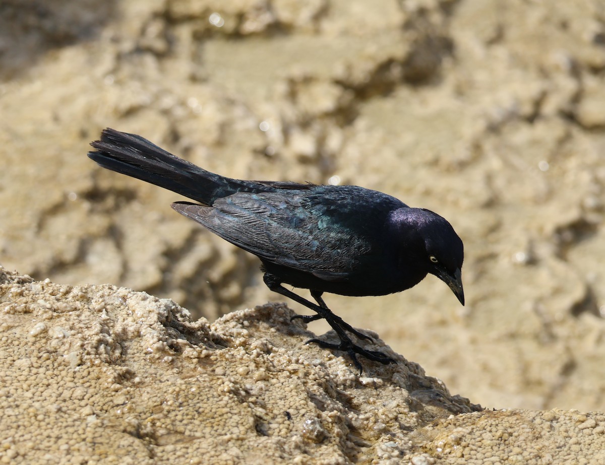 Brewer's Blackbird - ML620158697