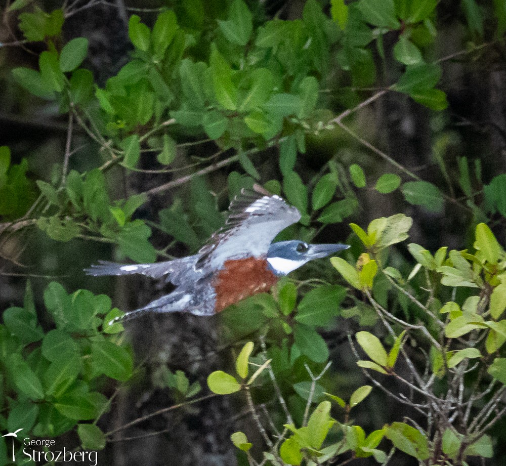 Ringed Kingfisher - ML620158703