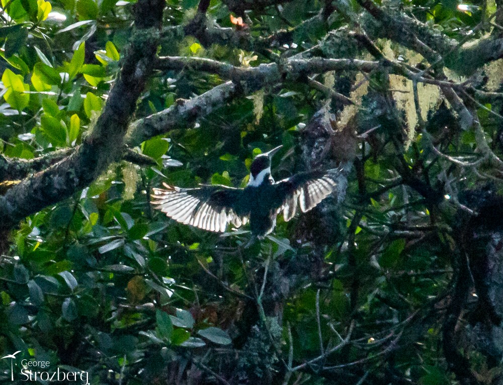 Ringed Kingfisher - ML620158704