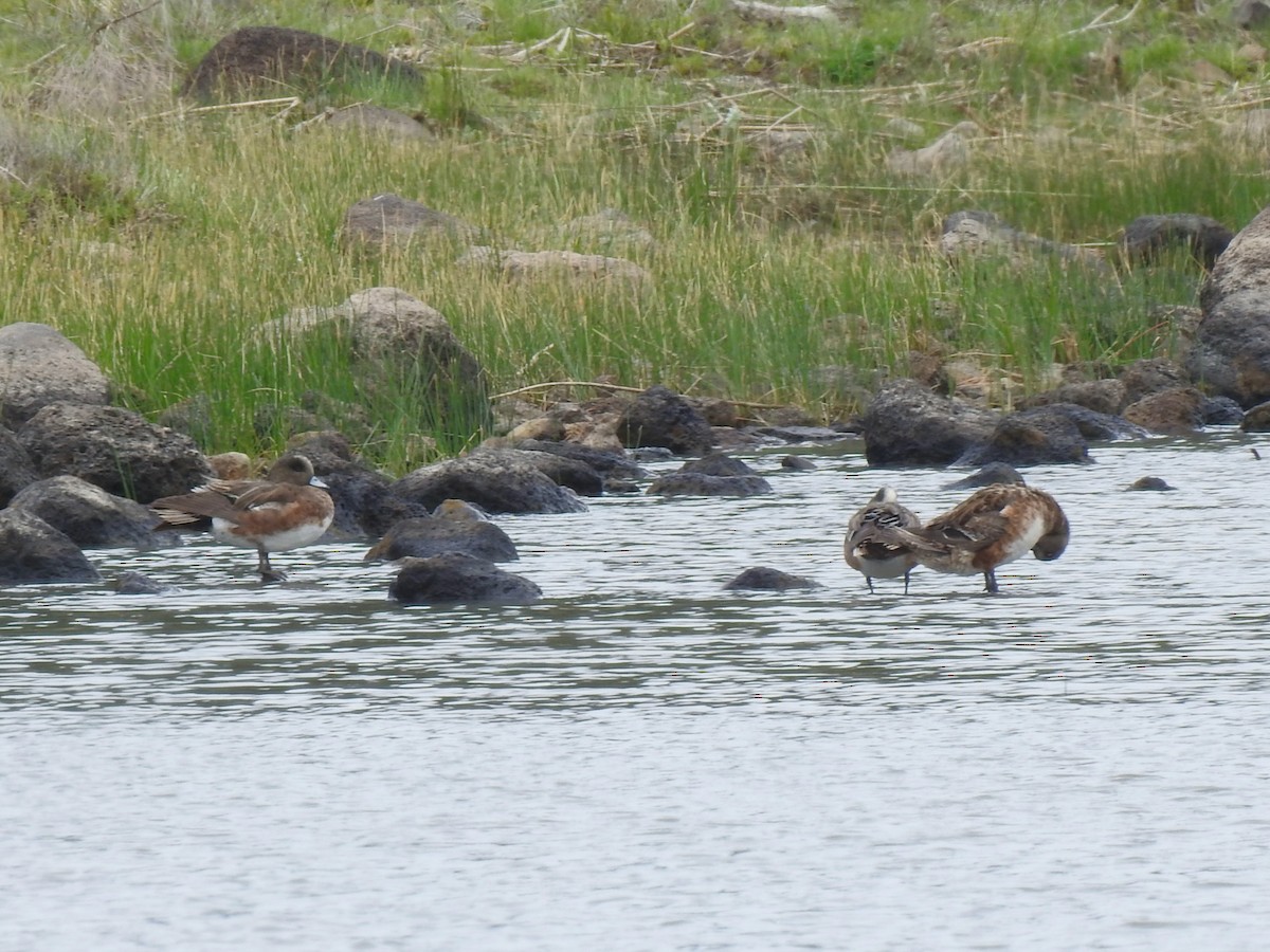 American Wigeon - ML620158707