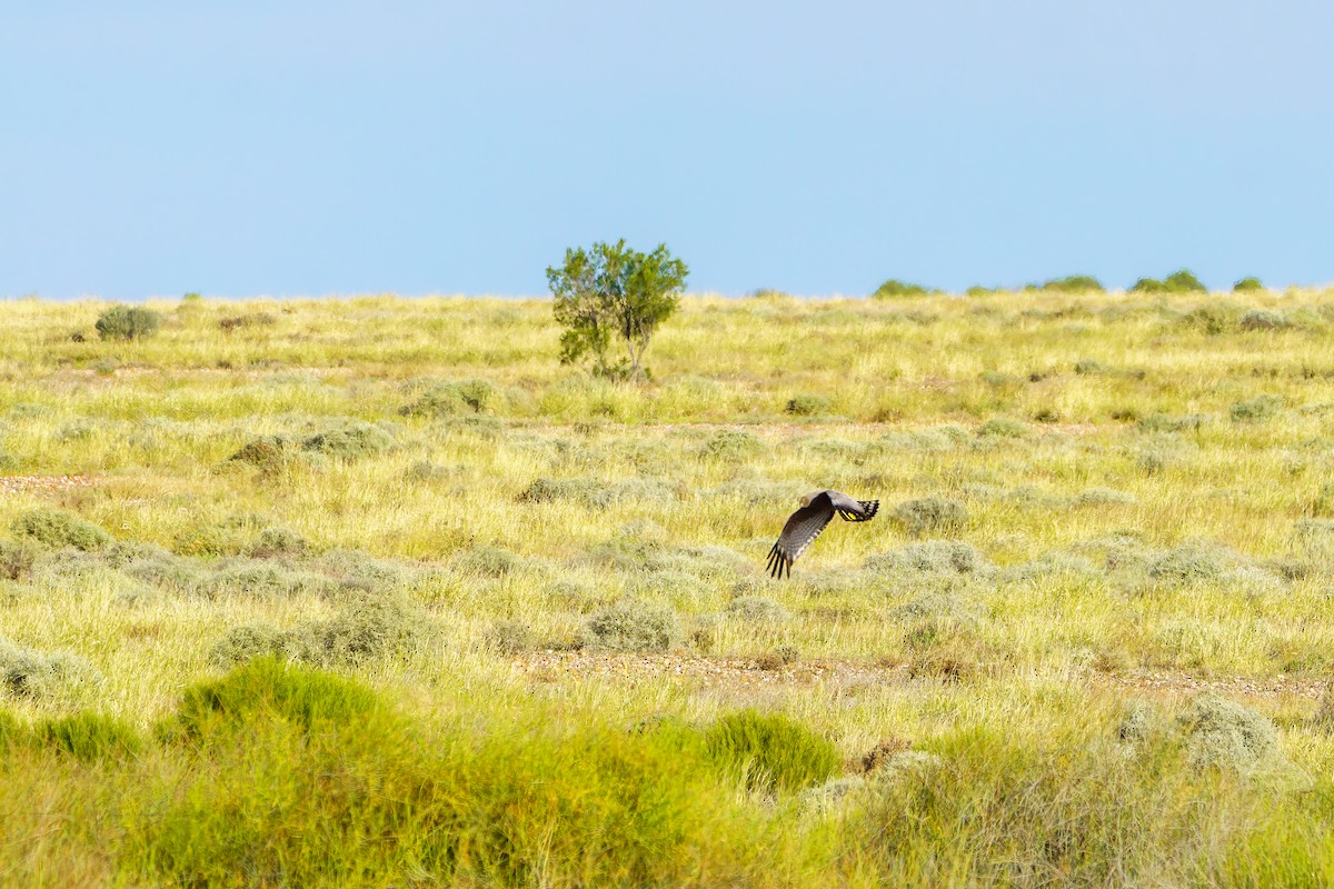 Spotted Harrier - ML620158721