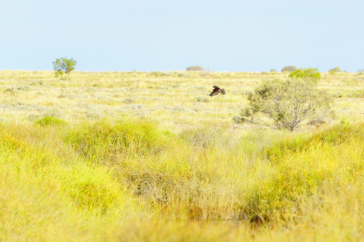 Spotted Harrier - ML620158722