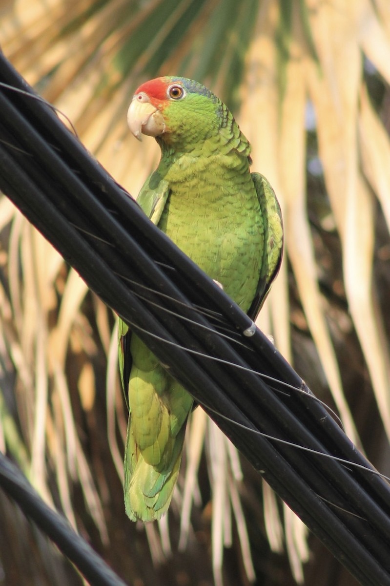 Red-crowned Parrot - ML620158724