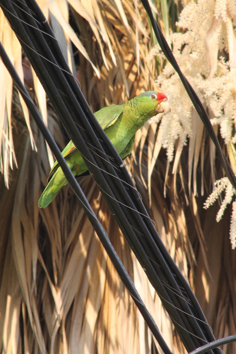 Red-crowned Parrot - ML620158725
