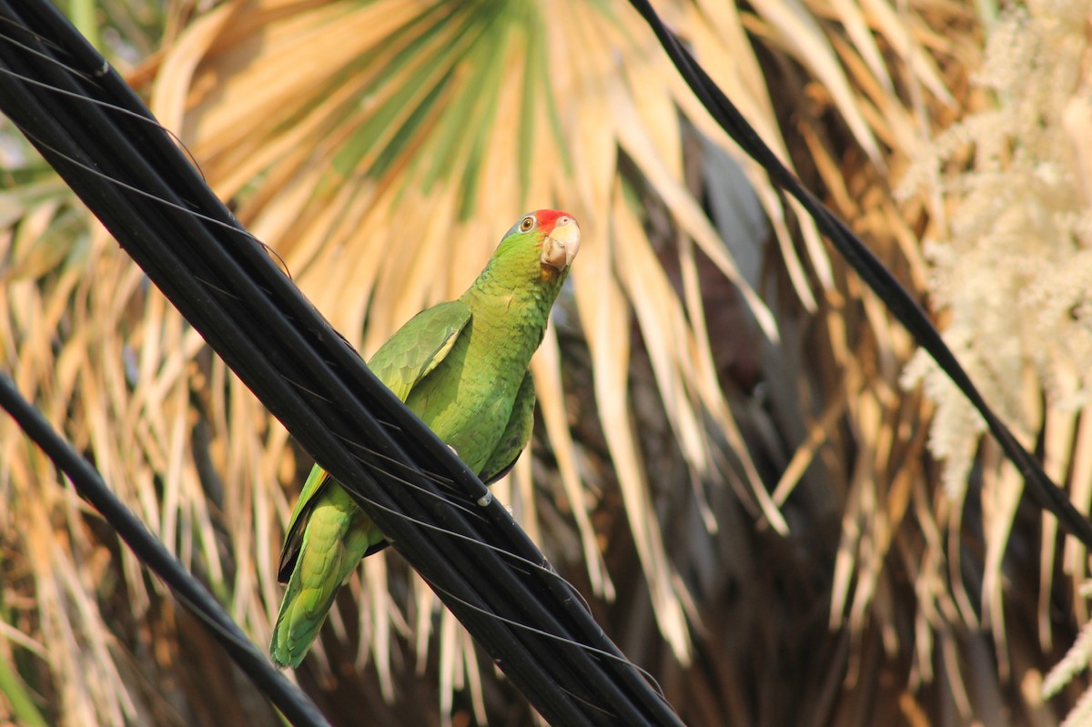Red-crowned Parrot - ML620158726