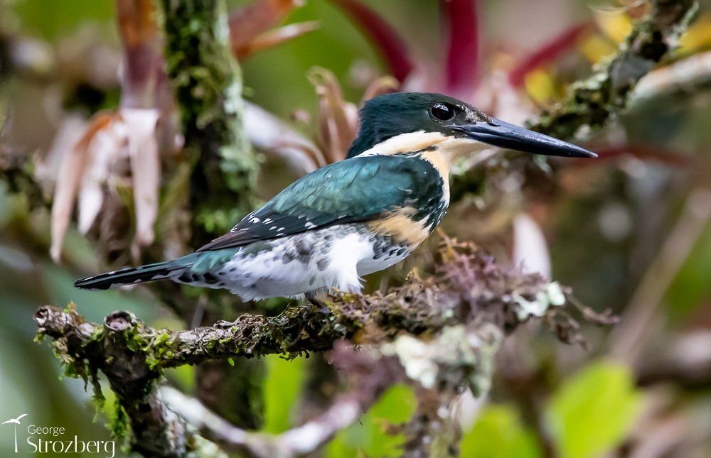 Green Kingfisher - ML620158730