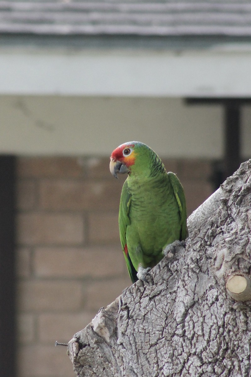 Red-lored Parrot - ML620158762