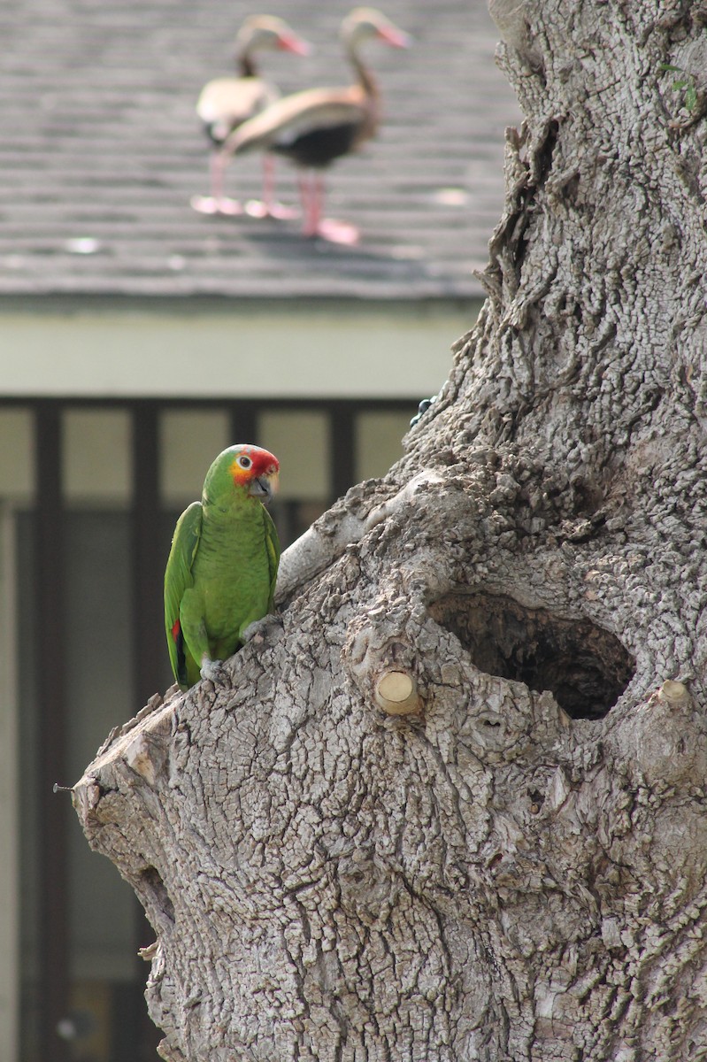 Red-lored Parrot - ML620158764