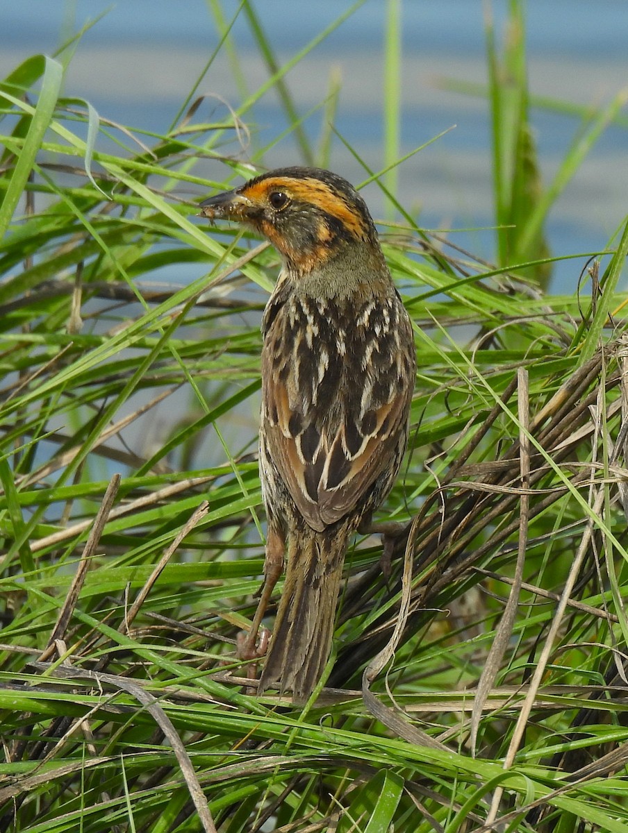 Saltmarsh Sparrow - ML620158769