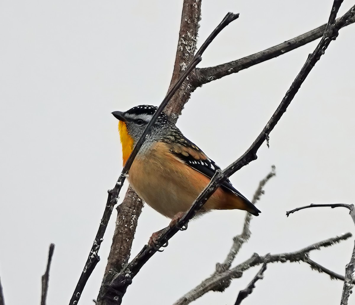 Spotted Pardalote - ML620158774